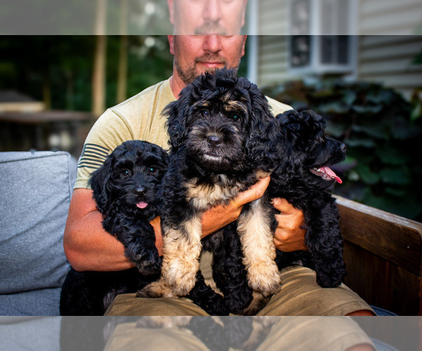Medium Photo #8 Bernedoodle (Miniature) Puppy For Sale in NARVON, PA, USA