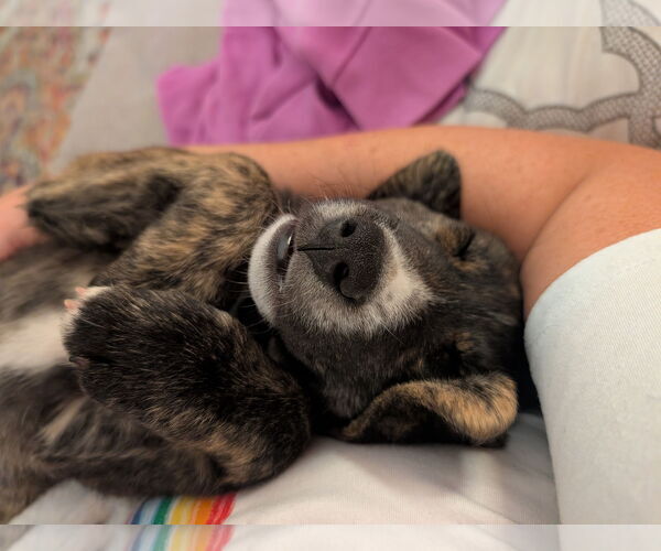 Medium Photo #3 Mutt Puppy For Sale in Laramie, WY, USA