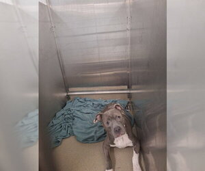 American Staffordshire Terrier Dogs for adoption in Fort Lauderdale, FL, USA