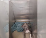 *MARLEN - Male American Staffordshire Terrier Dog for Adoption - Small photo