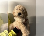 Small Photo #3 Goldendoodle Puppy For Sale in SAINT LOUIS, MO, USA
