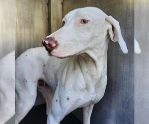 Mutt Dogs for adoption in San Antonio, TX, USA