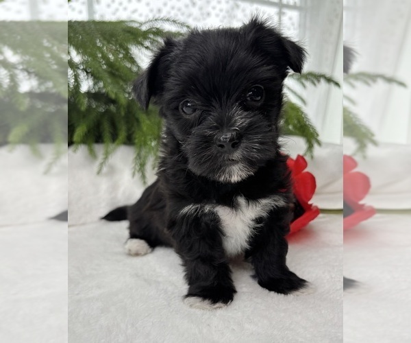 Medium Photo #1 Morkie Puppy For Sale in ROCK STREAM, NY, USA