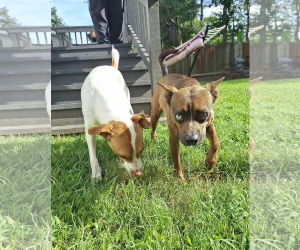 Medium Photo #3 Brat Puppy For Sale in The Woodlands, TX, USA