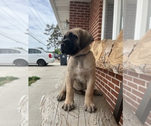 Mastiff Puppy for sale in CALDWELL, ID, USA