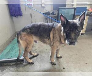 German Shepherd Dog Dogs for adoption in Camarillo, CA, USA