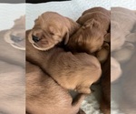 Small #9 Golden Retriever