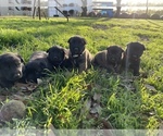 Small Photo #18 Belgian Malinois Puppy For Sale in JACKSONVILLE, TX, USA