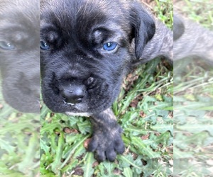 Cane Corso-Presa Canario Mix Dog for Adoption in COVINGTON, Georgia USA