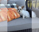 Small Photo #2 Shih Tzu-Unknown Mix Puppy For Sale in Aurora, IN, USA