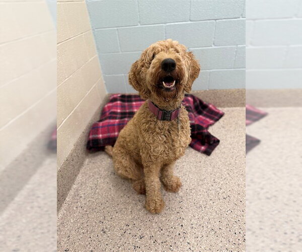 Medium Photo #1 Poodle (Standard) Puppy For Sale in Brighton, CO, USA
