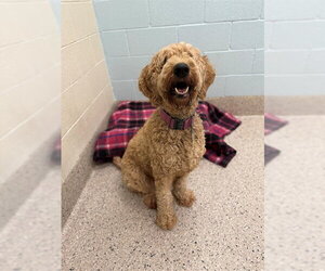Poodle (Standard) Dogs for adoption in Brighton, CO, USA