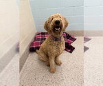 Small Poodle (Standard)
