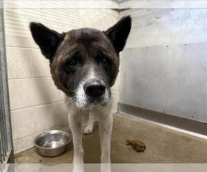 Akita Dogs for adoption in San Bernardino, CA, USA
