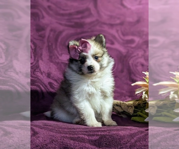 Medium Photo #2 Pomeranian Puppy For Sale in KIRKWOOD, PA, USA