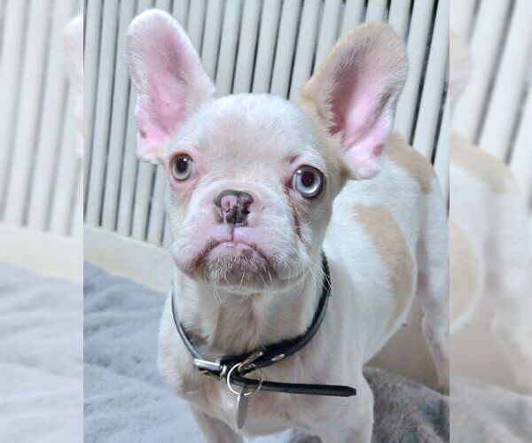 Medium Photo #5 Faux Frenchbo Bulldog Puppy For Sale in Tustin, CA, USA