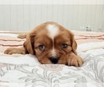 Puppy Wager Cavalier King Charles Spaniel