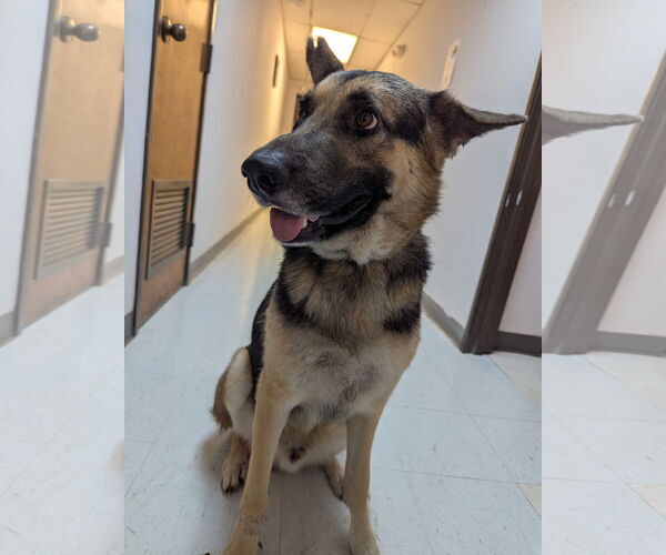 Medium Photo #3 German Shepherd Dog-Unknown Mix Puppy For Sale in Euless, TX, USA