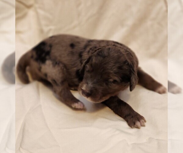 Medium Photo #9 F2 Aussiedoodle Puppy For Sale in COLUMBIA, TN, USA