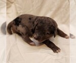 Small #8 F2 Aussiedoodle