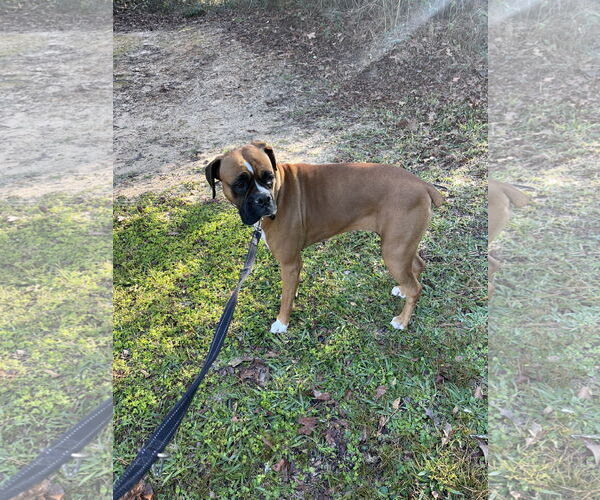 Medium Photo #6 Boxer Puppy For Sale in  Katy, TX, USA