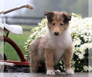 Collie Puppy for sale in FREDERICKSBG, OH, USA