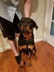 Rottweiler Puppy for sale in LEES SUMMIT, MO, USA