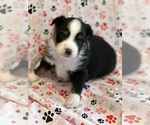 Puppy Puppy 4 Miniature Australian Shepherd