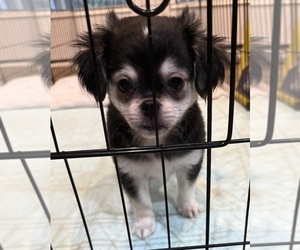 ShiChi Puppy for sale in FORTSON, GA, USA