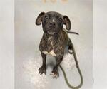 Small American Pit Bull Terrier