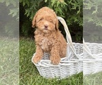 Small #2 Poodle (Miniature)