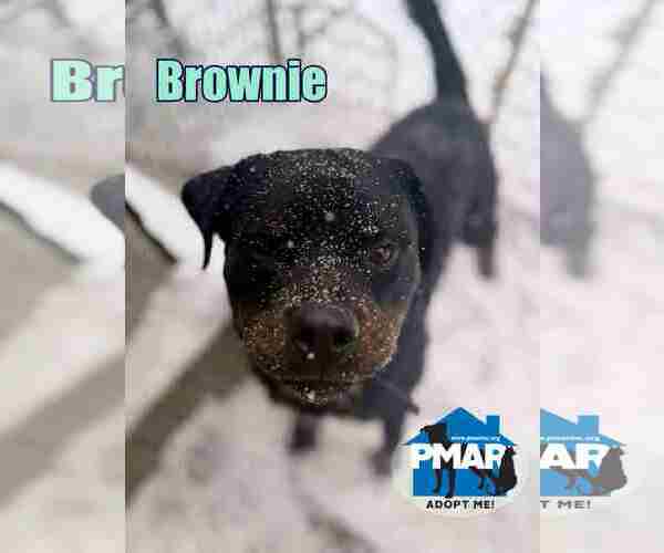 Medium Photo #1 Rottweiler Puppy For Sale in Binghamton, NY, USA