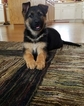 Small Photo #1 German Shepherd Dog Puppy For Sale in COKATO, MN, USA