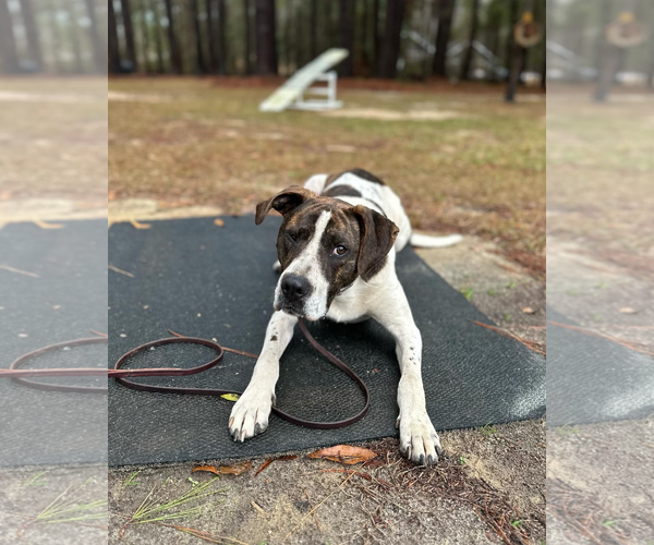 Medium Photo #3 American Bulldog-Unknown Mix Puppy For Sale in Decatur, GA, USA