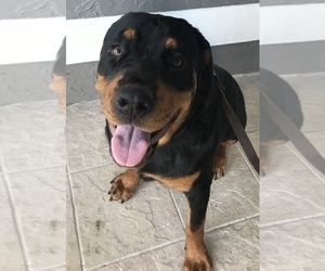 Rottweiler Puppy for Sale in KISSIMMEE, Florida USA