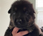 Small Photo #21 German Shepherd Dog Puppy For Sale in INMAN, SC, USA