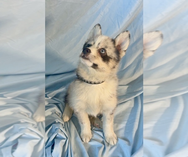 Medium Photo #4 Pomsky-Shiba Inu Mix Puppy For Sale in NASHUA, NH, USA