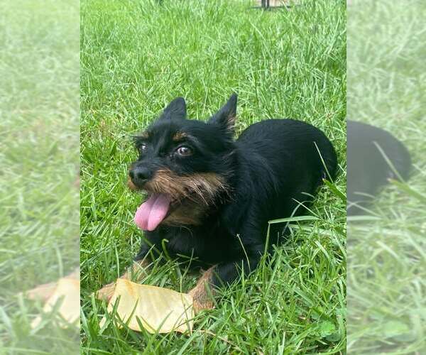 Medium Photo #4 Chihuahua-Unknown Mix Puppy For Sale in Gulfport, MI, USA