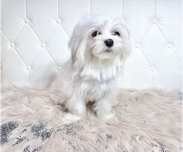 Medium Photo #13 Maltese Puppy For Sale in HAYWARD, CA, USA