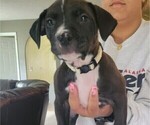 Puppy Puppy 4 American Pit Bull Terrier