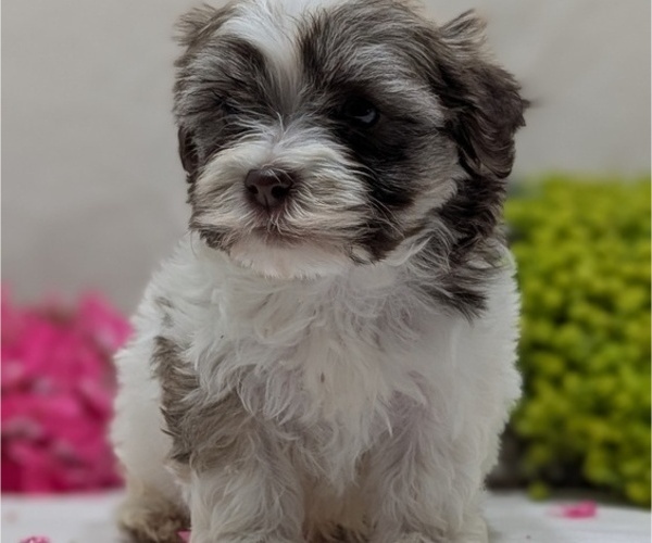 Medium Photo #5 Havanese Puppy For Sale in GOSHEN, IN, USA