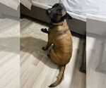 Small #2 Mutt