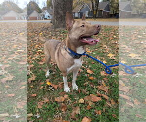 American Pit Bull Terrier-Siberian Husky Mix Dogs for adoption in Munford, TN, USA