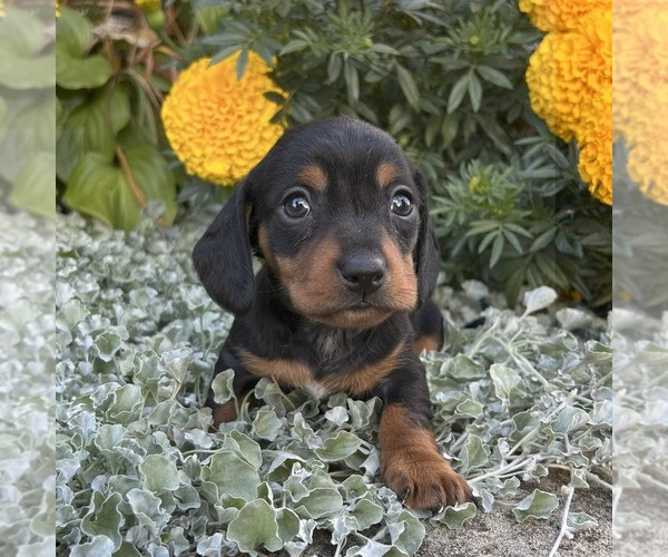 Medium Photo #3 Dachshund Puppy For Sale in FREDONIA, PA, USA