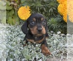 Small #2 Dachshund