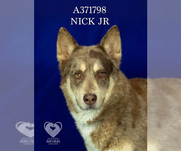 Medium Photo #2 Siberian Husky-Unknown Mix Puppy For Sale in Stockton, CA, USA