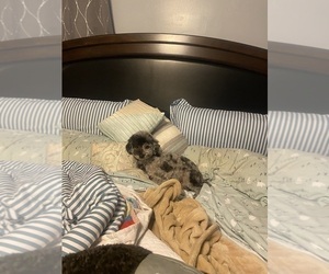 Mother of the Poodle (Miniature) puppies born on 03/31/2025