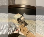Small Photo #1 Poodle (Miniature) Puppy For Sale in SILVER SPRING, MD, USA
