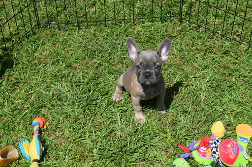 Medium Photo #1 French Bulldog Puppy For Sale in IVA, SC, USA