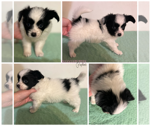 Papillon Puppy for sale in ELK RIVER, MN, USA